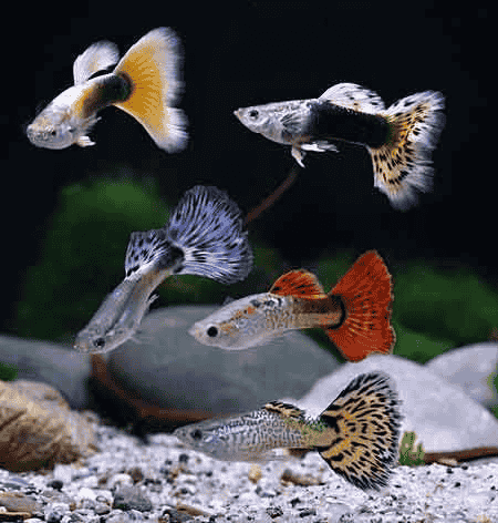 Acquarium fishes