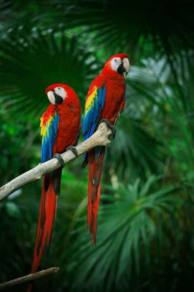 Large parrots