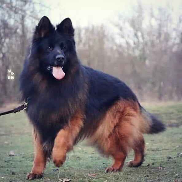  German Shepherd Dog Breed