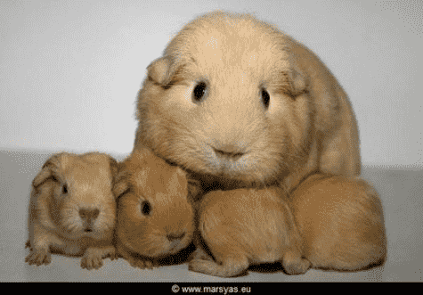 Beautifull Hamsters