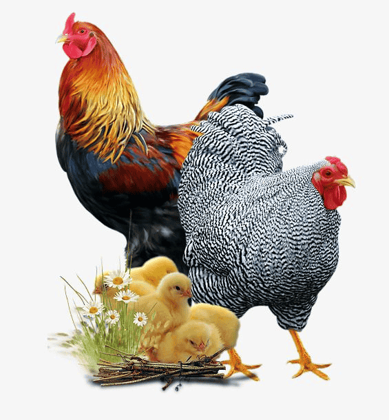 Hen Breeds