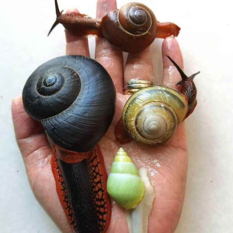 pet snail