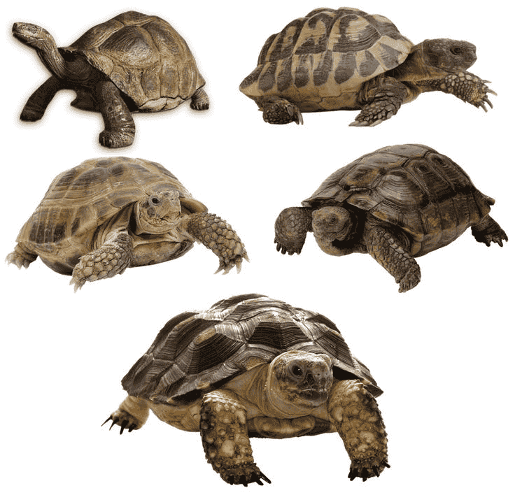 Turtle Breeds