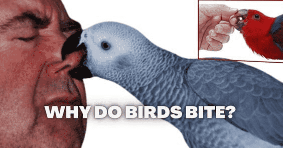  Pet Bird Biting 