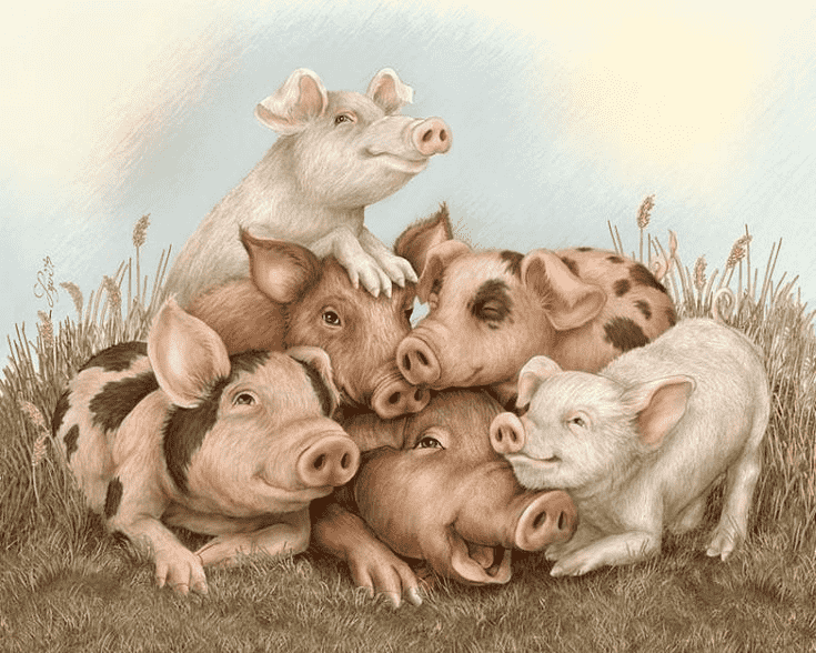 Pig Breeds