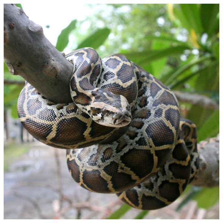 Burmese Python Eats 77-Pound Deer in Florida