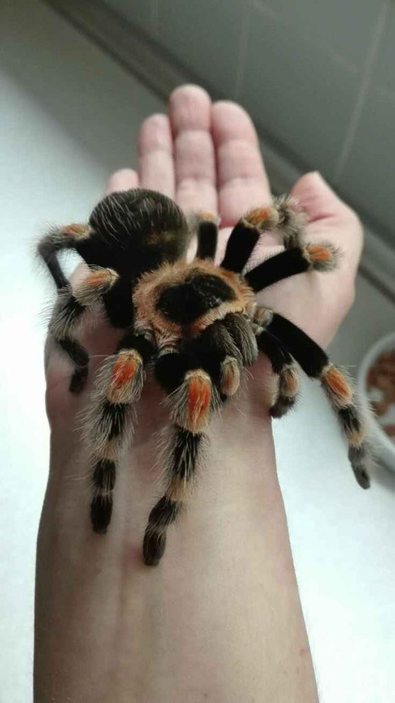 pet spider
