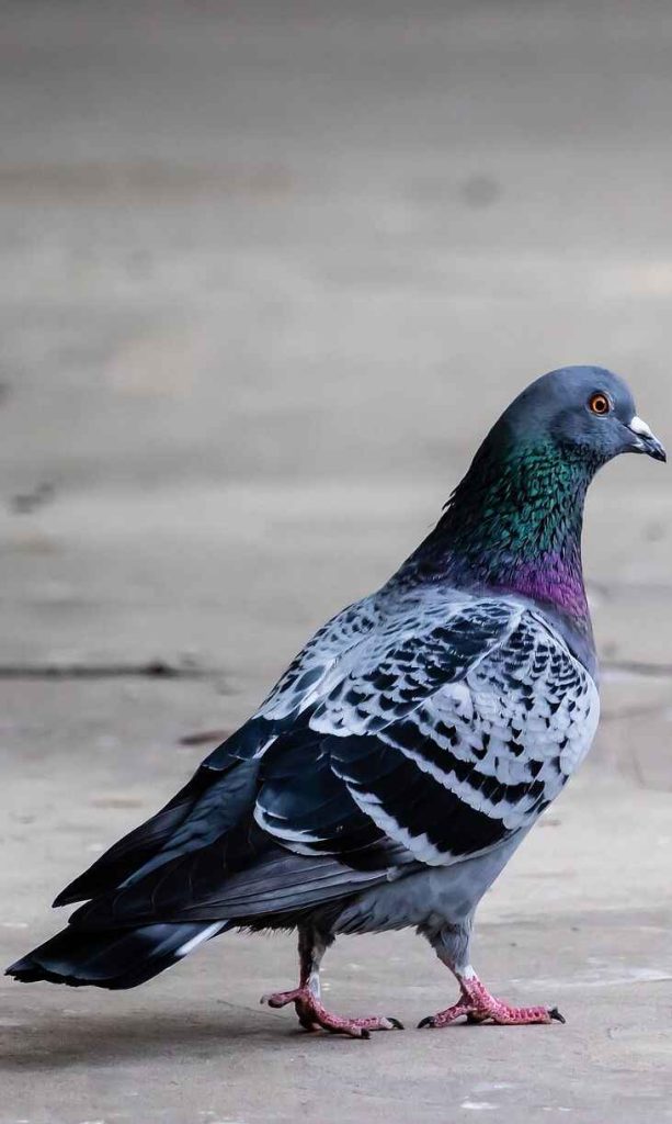 Pigeons (kabootar)