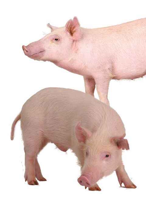 Best information about American Landrace Pigs