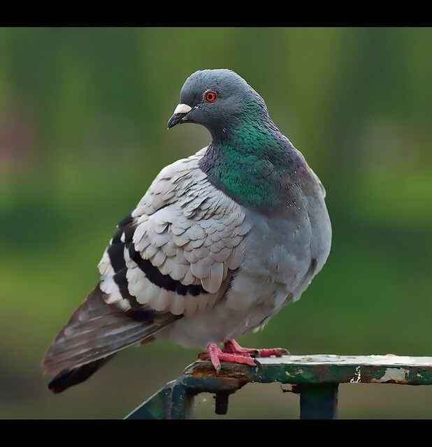 Best Guidence about Pigeons (kabootar)کبوتر