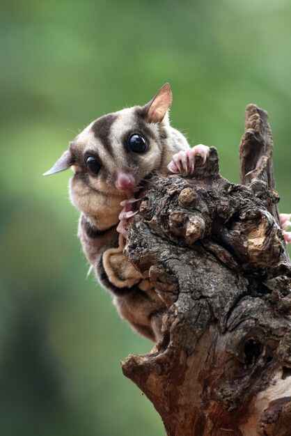 Sugar Glider Care and Characteristics