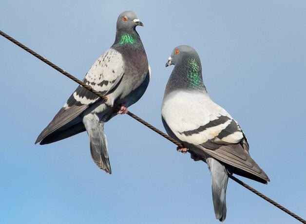 Pigeons as Pets