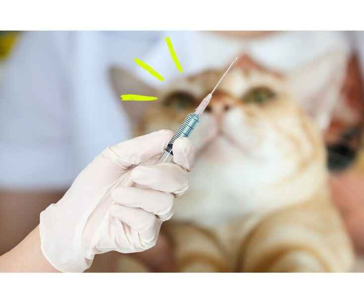  cat vaccinations