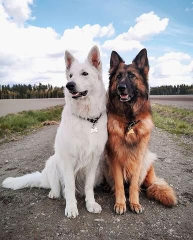 Best Information & Facts about the German Shepherd Dog Breed