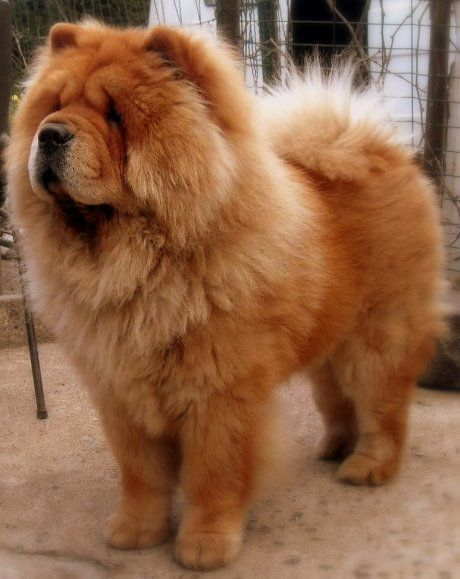 How long does a dog stay in heat?