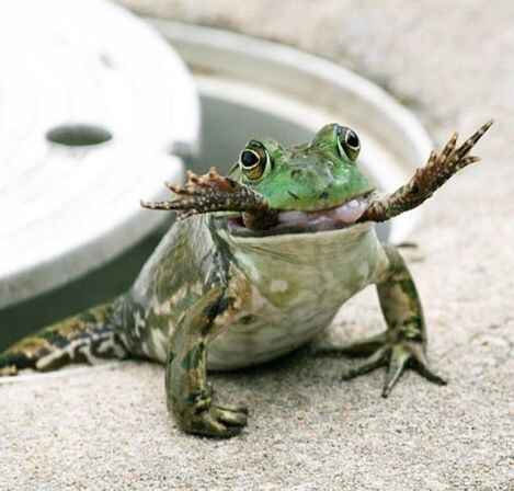 Lifecycle of Frogs