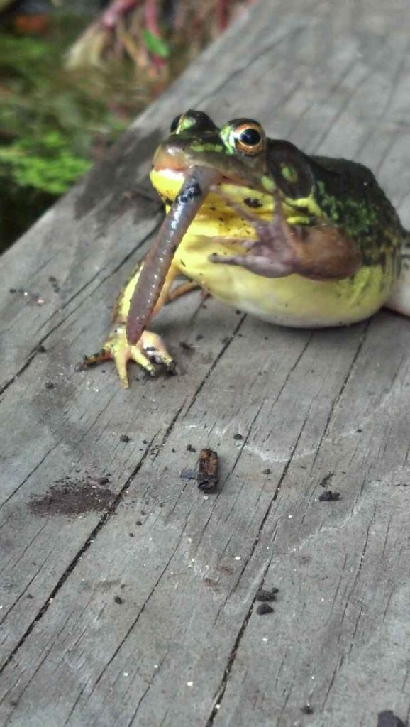 What do frogs eat