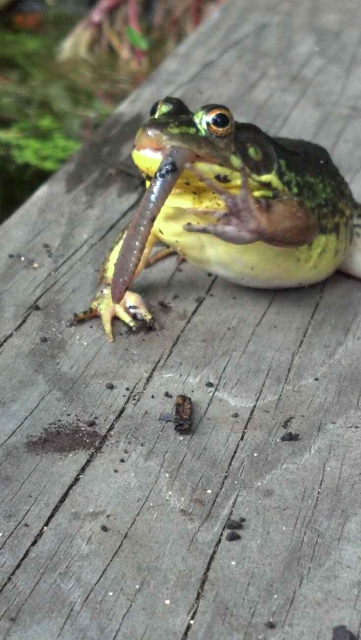 What do frogs eat?