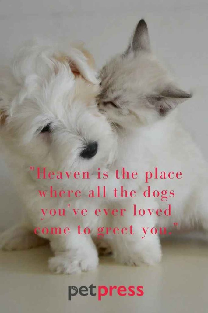 funny pet quotes