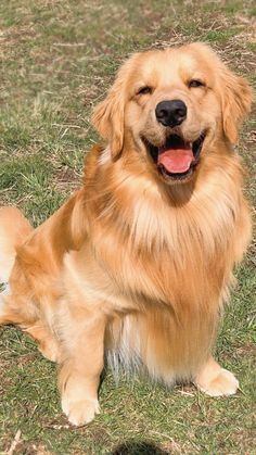 The Golden Retriever: A Beloved and Loyal Companion