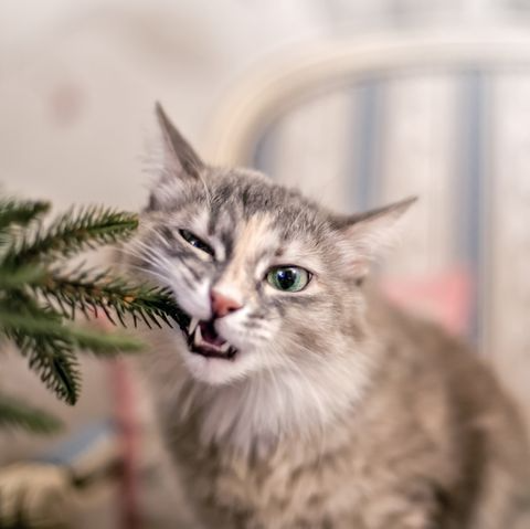 Are Christmas trees poisonous to cats and dogs?