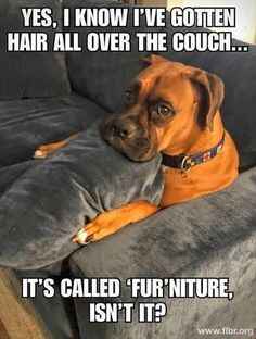 Funny Pet Quotes to Make You Smile